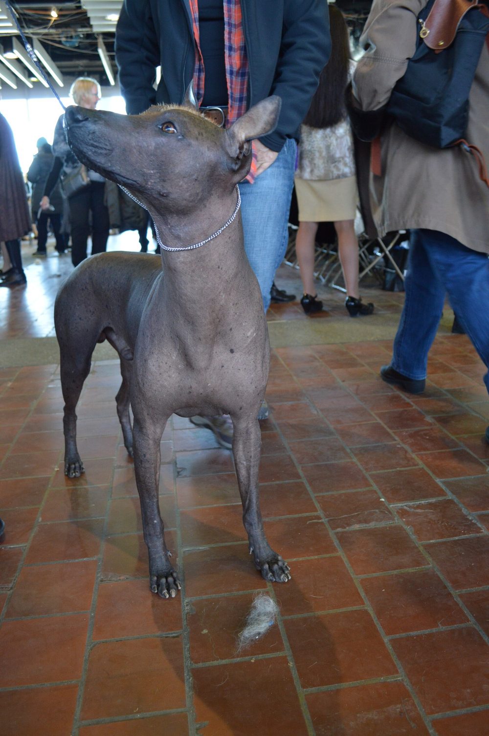 Xoloitzcuintle (Mexican Hairless) Intermediate