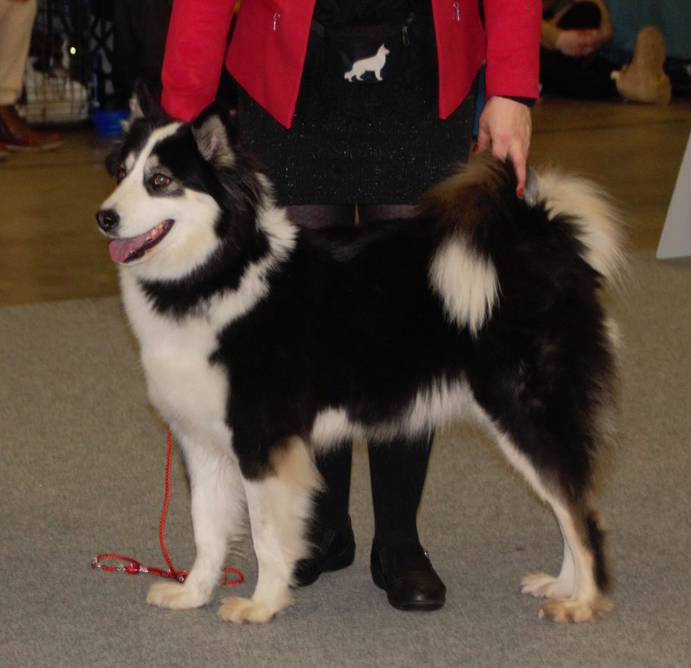 Yakutian Laika