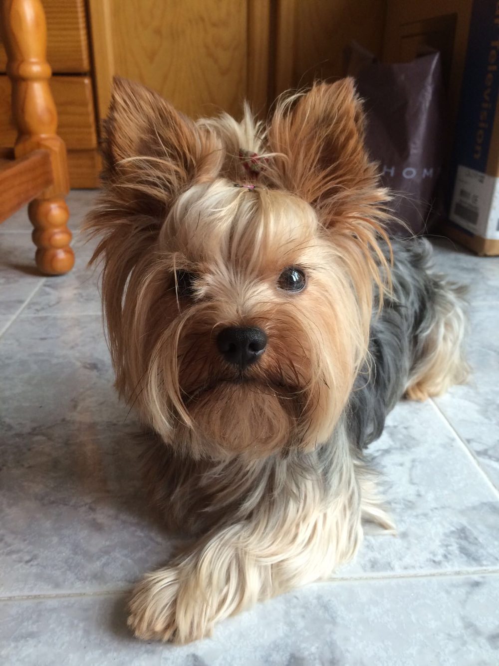 Yorkshire Terrier lying on a tiled floor looking at the camera